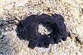 * Nomination Sponge (Scalarispongia scalaris), Ċirkewwa, Malta, Malta --Poco a poco 10:18, 14 June 2022 (UTC) * Promotion &nbsp;Support Good quality. --Steindy 18:28, 14 June 2022 (UTC)