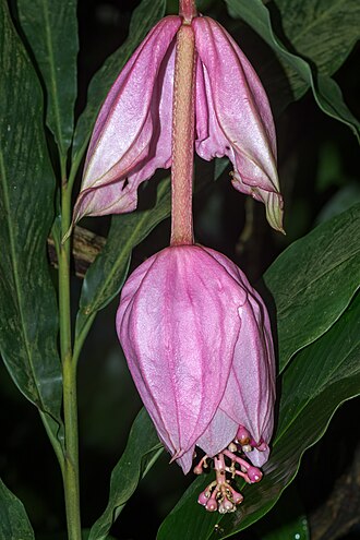 closed flower of a showy medinilla in the Botanischer Garten Munich, Germany