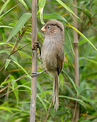 Brown Parrotbill (Paradoxornis unicolor)