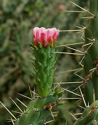 Flower of 'walking stick cane