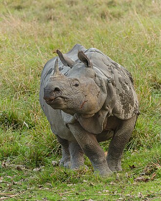 Indian rhinoceros (Rhinoceros unicornis)