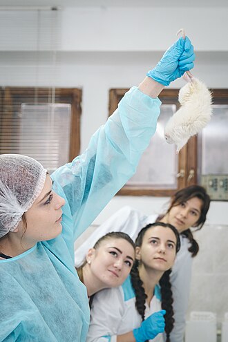 Researcher holding mouse