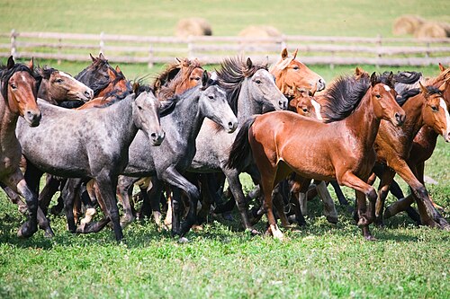Mongolian horse herd