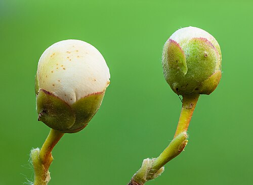 Two developing flower buds of a Stewartia rostrata.