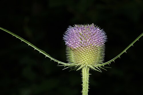 Wild teasel or Fuller's teasel (Dipsacus fullonum)